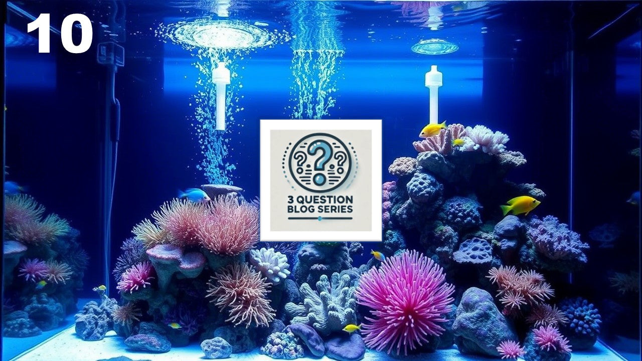 Maintaining a Saltwater Aquarium | Aquarium Maintenance - AlgaeBarn