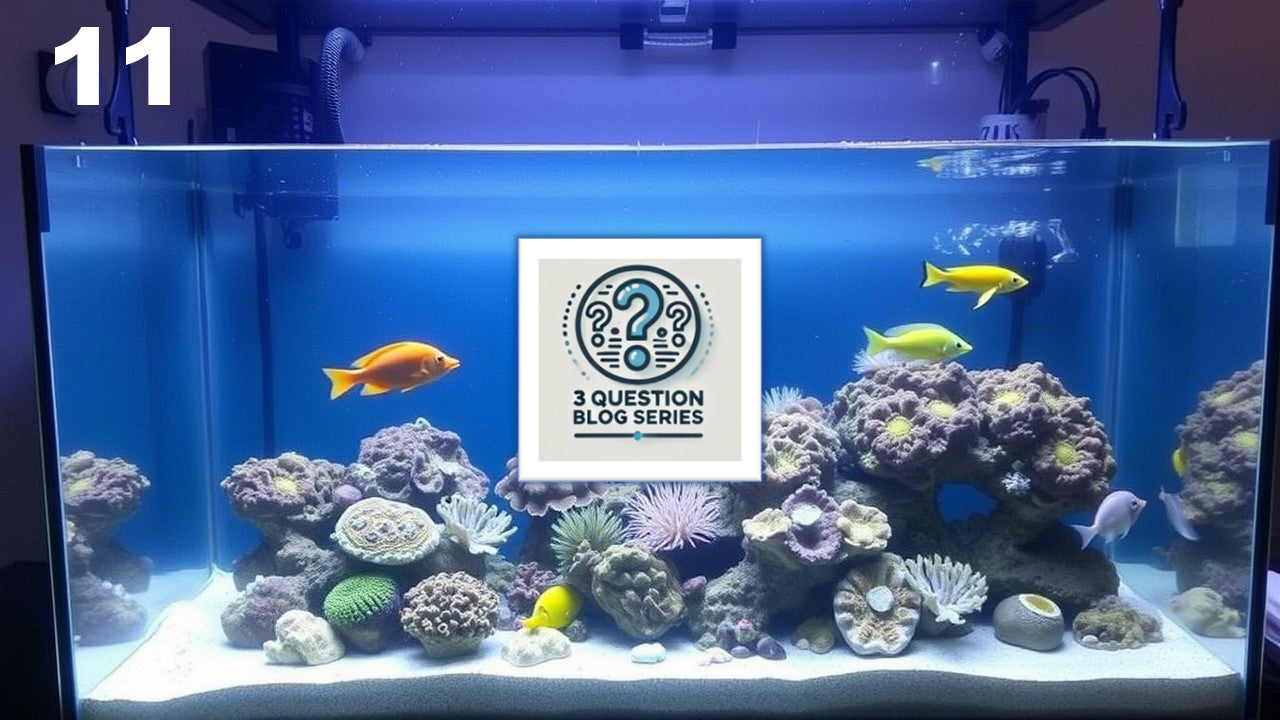 Photo inspiration: How To Keep Your Reef Tank Healthy The Importance Of Photo Inspiration