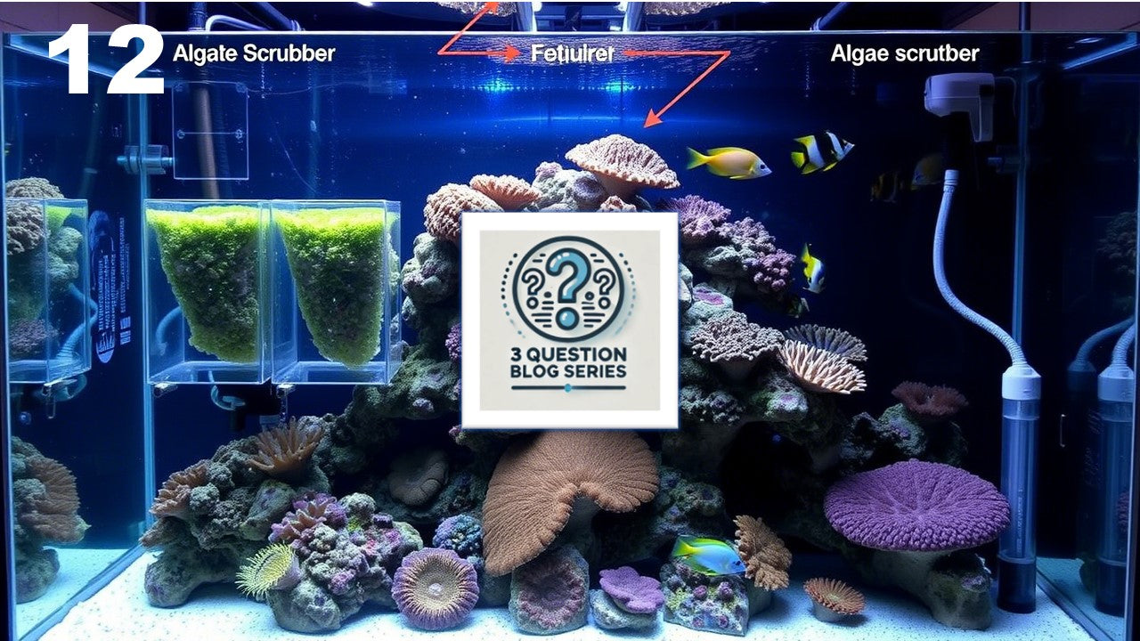 Illustration of Reef Tank Filtration For Beginners