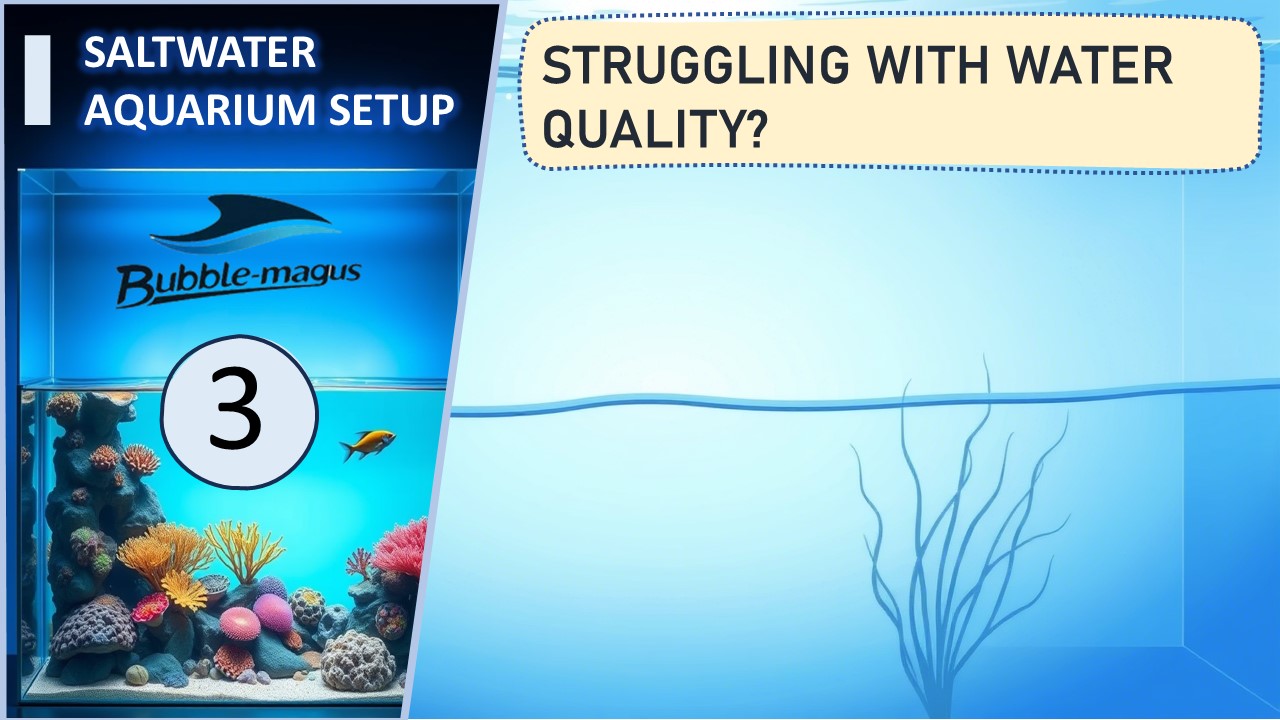 Struggling with Water Quality? Here’s How to Get Your Saltwater Tank’s ...