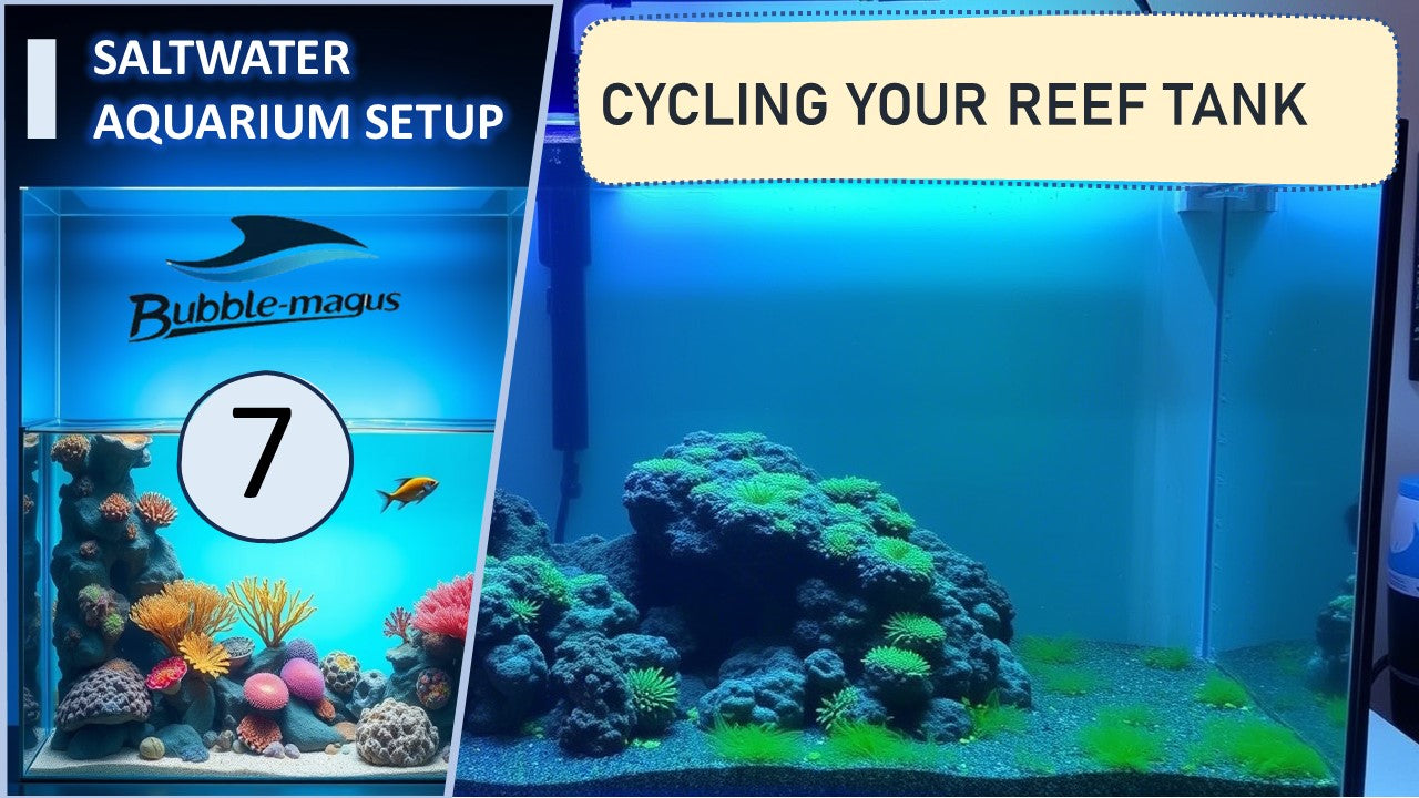Cycling Your Reef Tank How To Start Right And Avoid Photo Inspiration