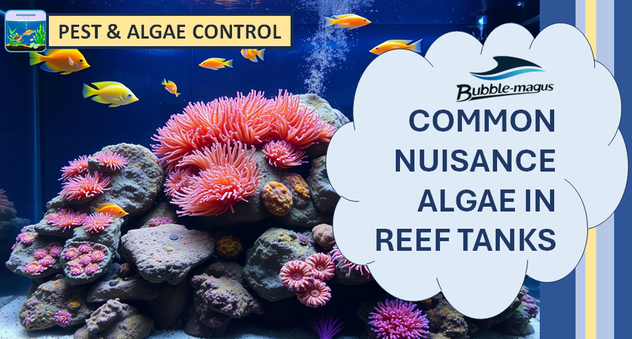 Beautiful view of Algae Control Methods Reef Tank