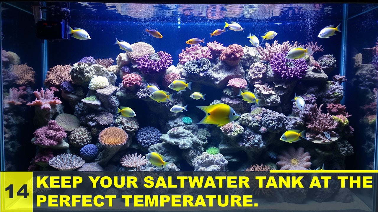 Finding the Sweet Spot: The Ultimate Guide to Perfect Saltwater & Mari ...