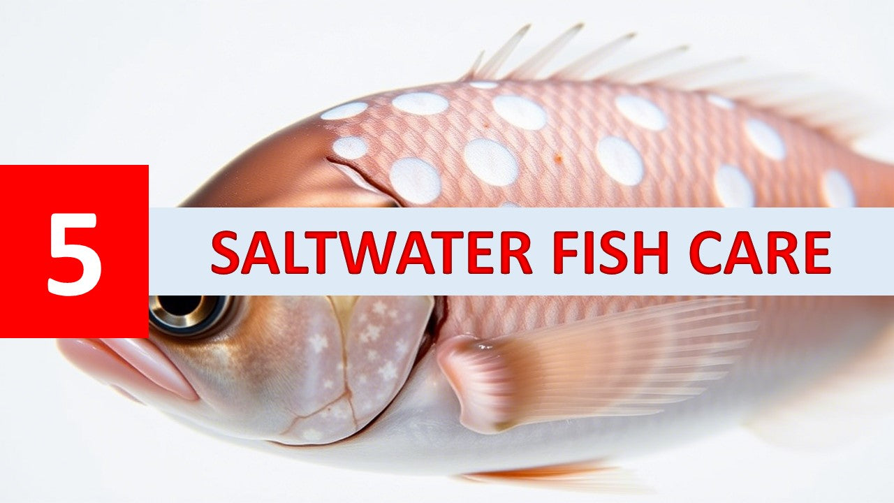 Urgent Alert: White Spots on Your Saltwater Fish? A Visual Guide to Id ...