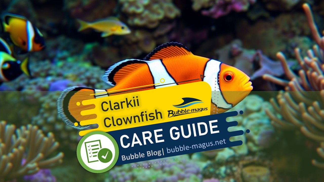 The Hardy Hero: Everything You Need to Know About Clarkii Clownfish Ca ...