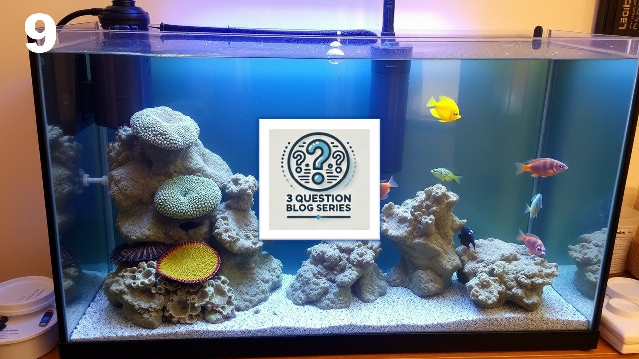 Stunning Beginner Friendly Saltwater Reef Tank Starter Kits With Insect Net image